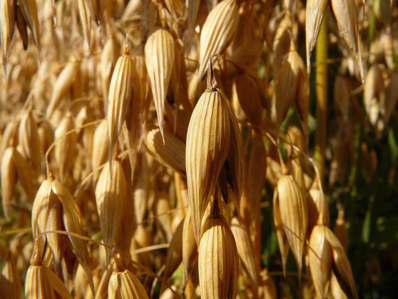 oats, oat field, fields, grain, grain field, cornfield, agriculture, harvest, animal feed, flag oats, avena, macro, close up, oats, oats, oats, oats, oats, avena