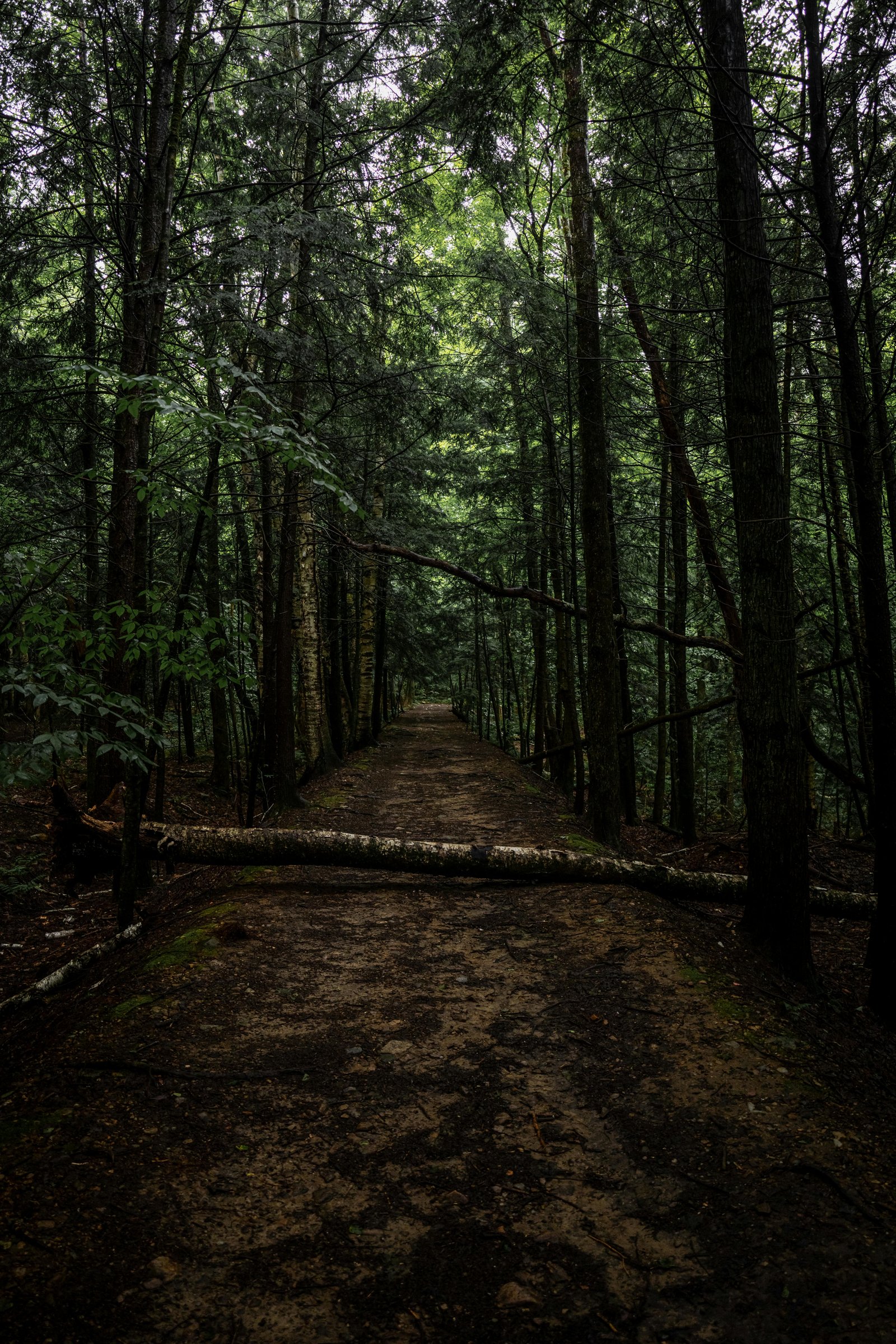 A mysterious forest path with a fallen tree trunk creating a natural archway during a quiet summer day.