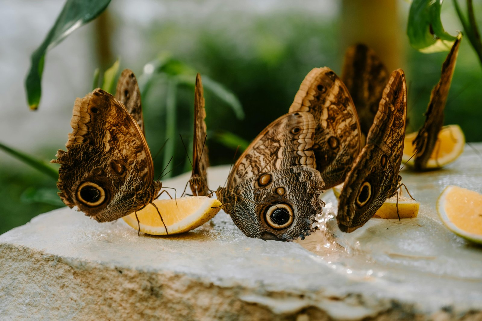 A close-up of delicate butterflies feeding on citrus slices in Cancun, Mexico.